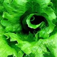 6 Proven Ways Leafy Greens Pack a Powerful Healing Punch for Fibromyalgia