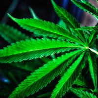 Fibromyalgia Patients Rate Marijuana Significantly More Effective Than FDA-Approved Drugs